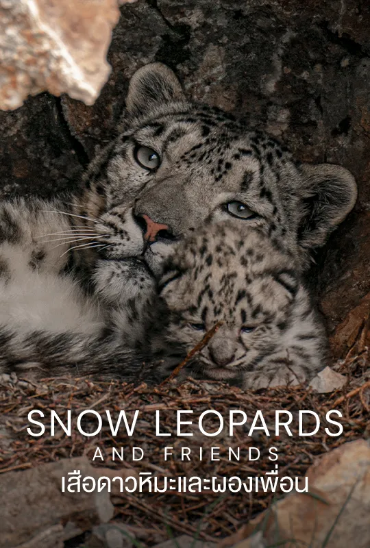 Snow Leopards And Friends Vipa