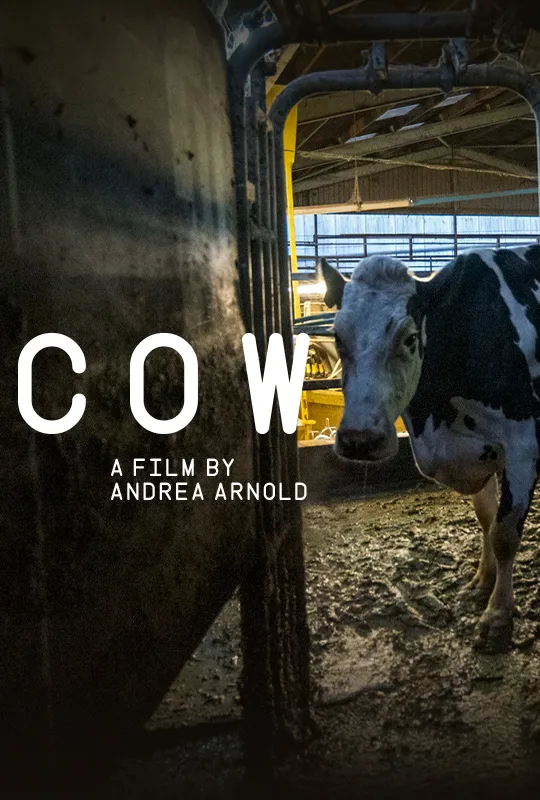 Cow | VIPA
